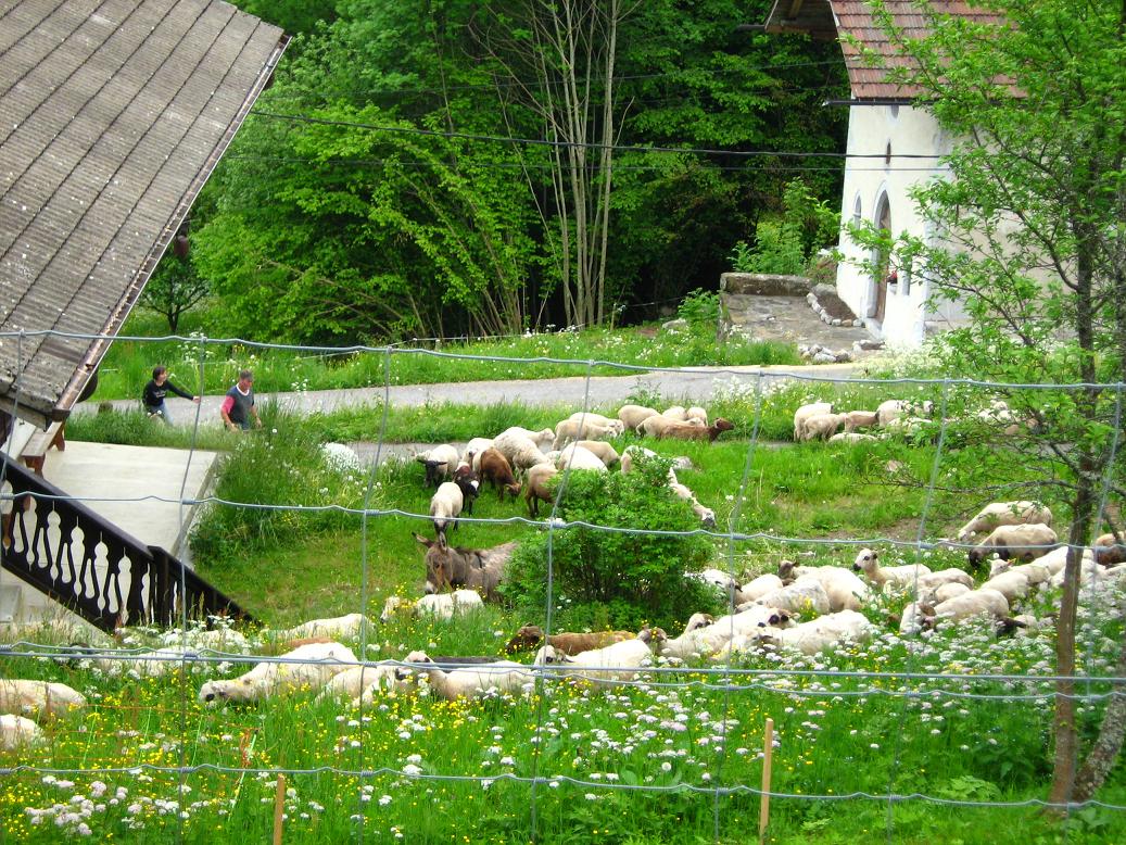 Arriv&eacute;e de 220 moutons &agrave;Ch&eacute;ron le 27/05/2008.