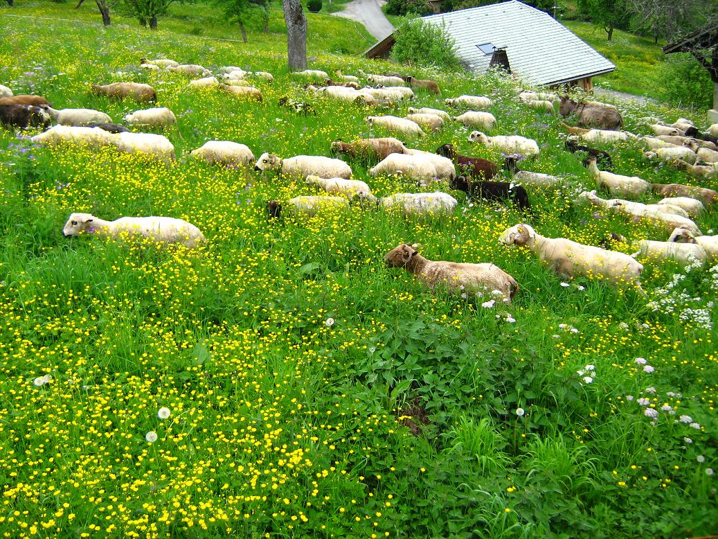 Une partie des moutons.
