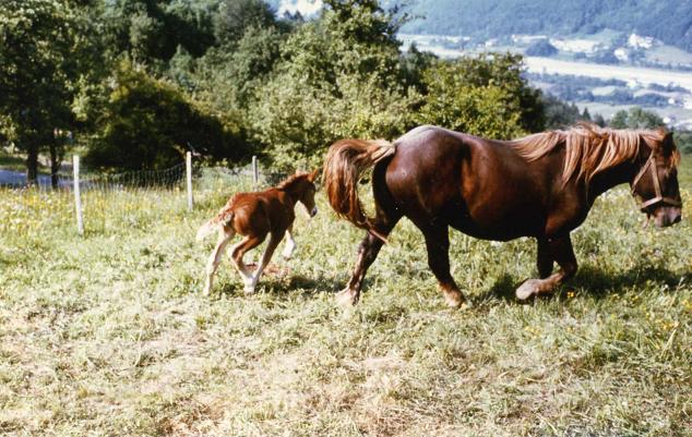 Jument et son petit